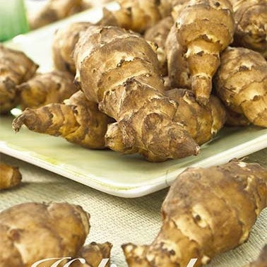 Jordärtskocka-Helianthus Tuberosum 1-pack